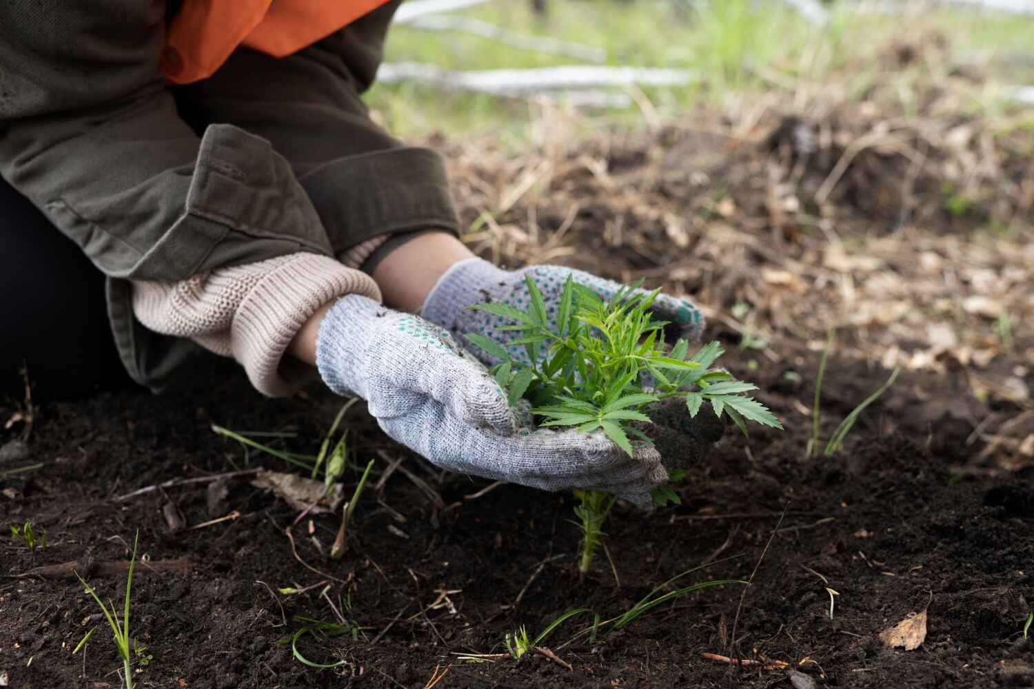 Trusted Hudson, WI Tree Service Experts